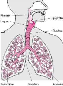 Respiratory System